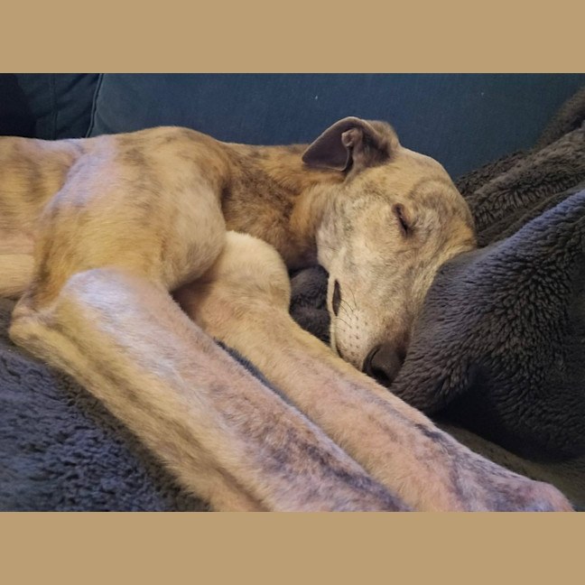 Photo of Franky, The Greyhound