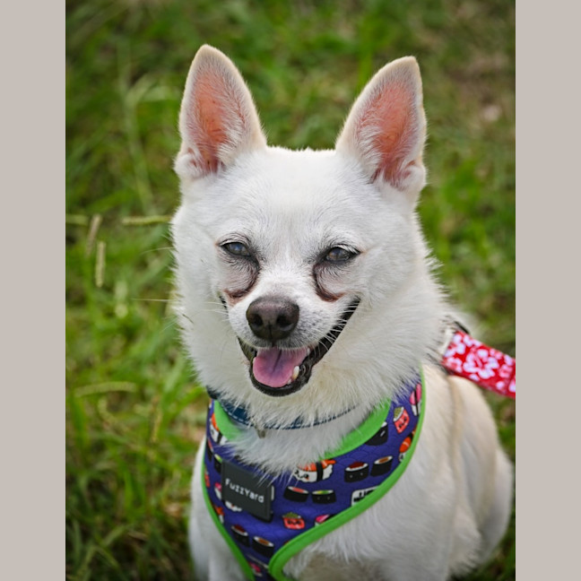Photo of Benji
