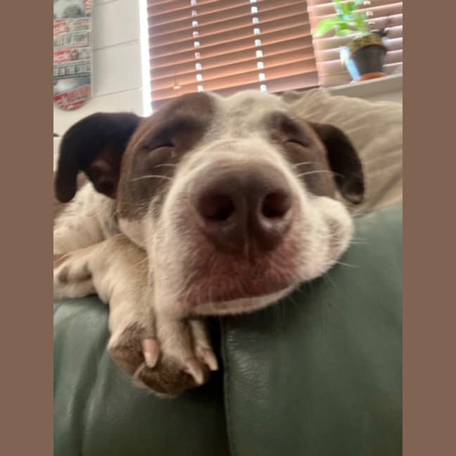 Photo of Boogie