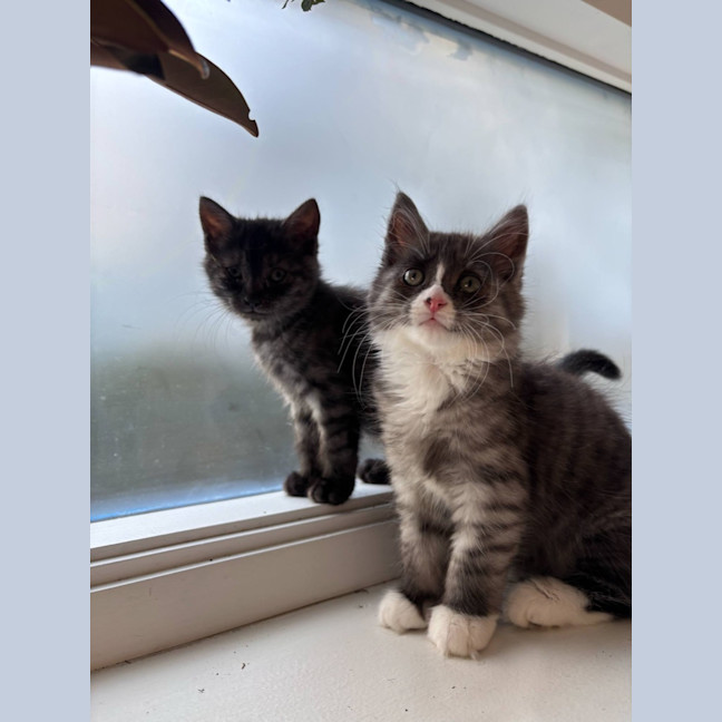 Photo of Mary Kate And Ashley