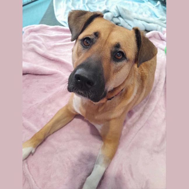 Photo of Brandi   3 Year Old Staffy X Shar Pei