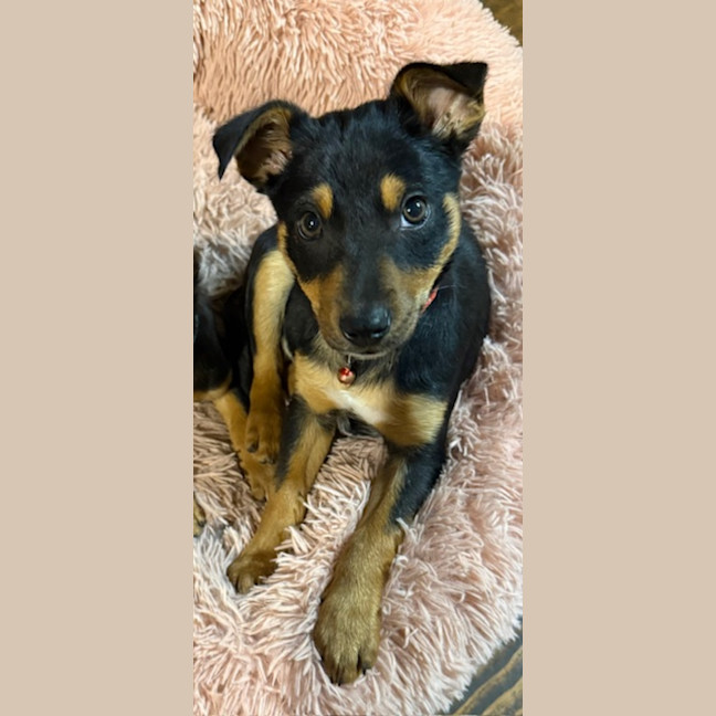 Photo of Teacup