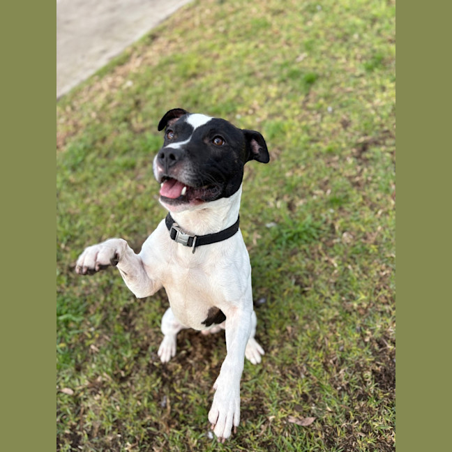 Photo of Arlo