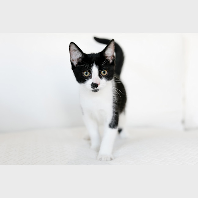 Photo of Archie