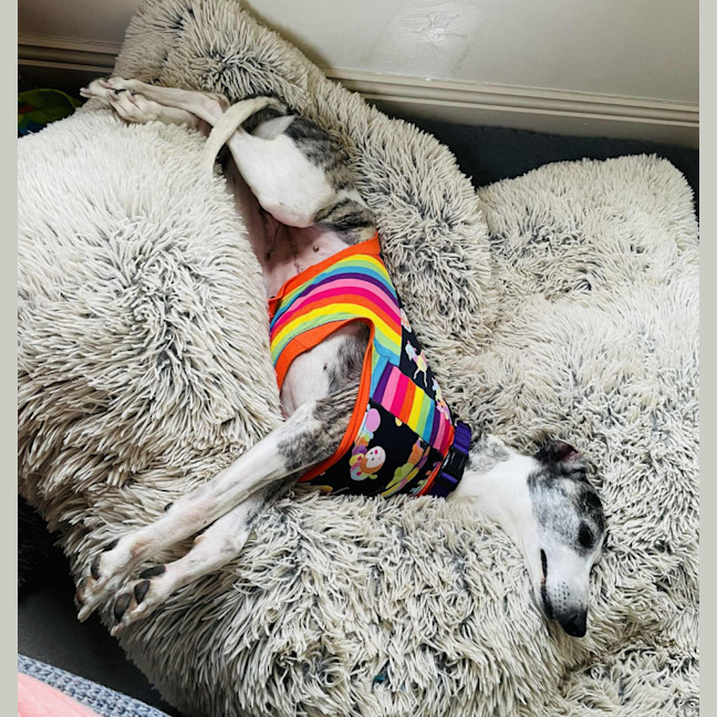 Photo of Ren   Tiny Whippet