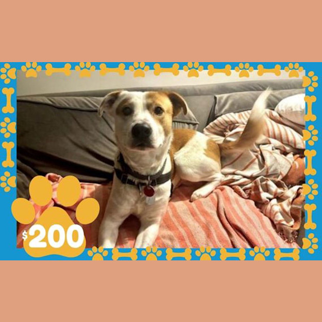Photo of Cooper