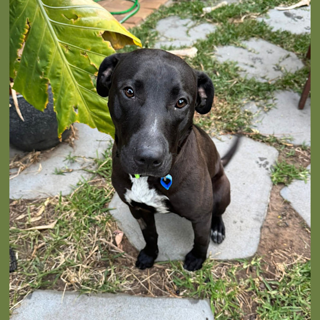 Photo of Bobby *$350 Adoption Fee*