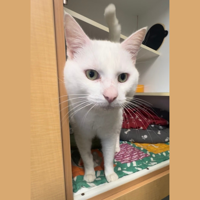 Photo of Phantom