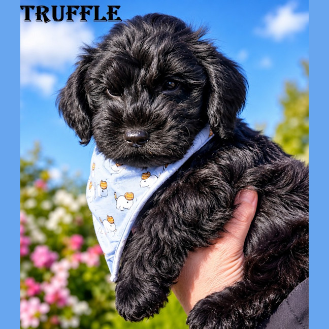 Photo of Truffle