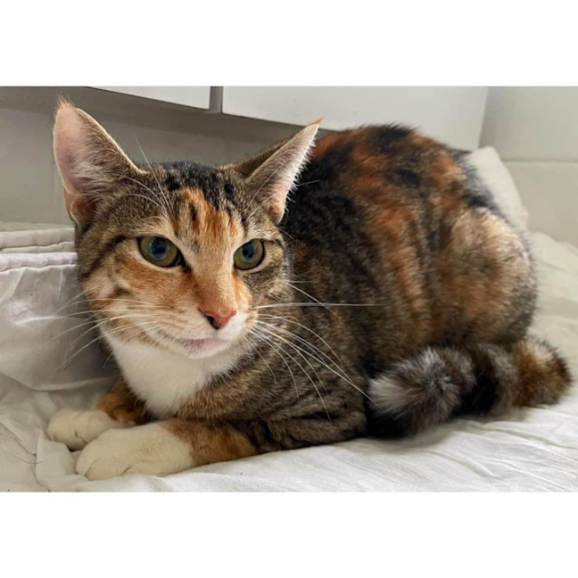 Photo of 11048   Nyx