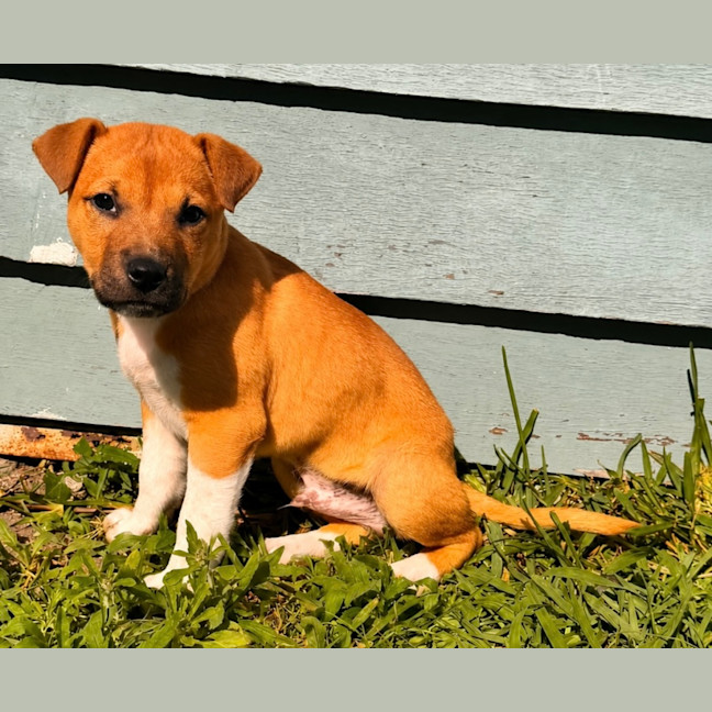 Photo of Otis