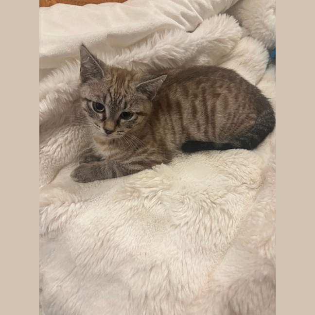 Photo of Brown Bear Meet Me@Petstock Carrum Downs Store