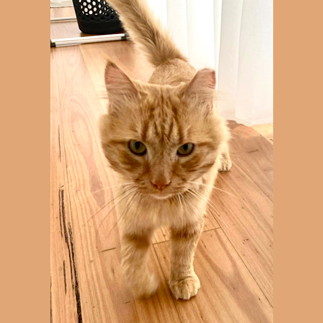 Photo of Ginger Boy