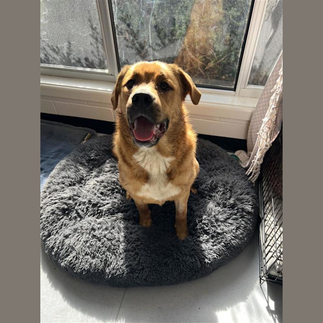 Photo of Barney