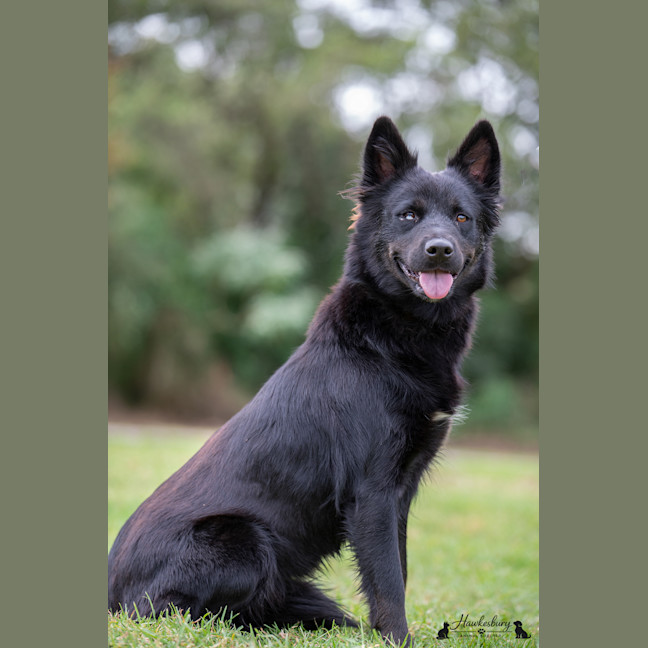 Photo of Bear