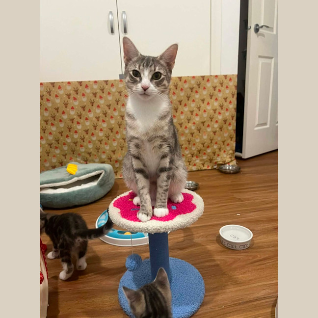 Photo of Lulu   In Foster Care In Doreen