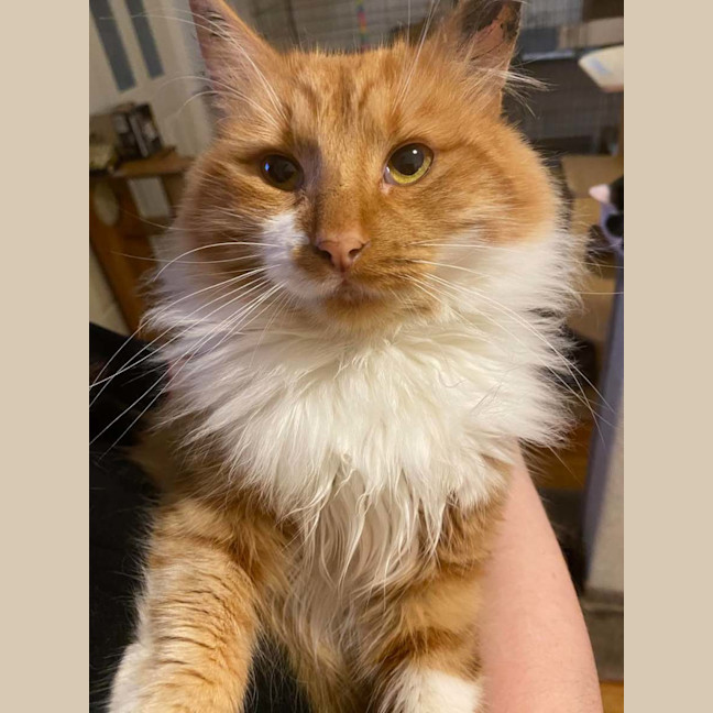 Photo of Biscotti