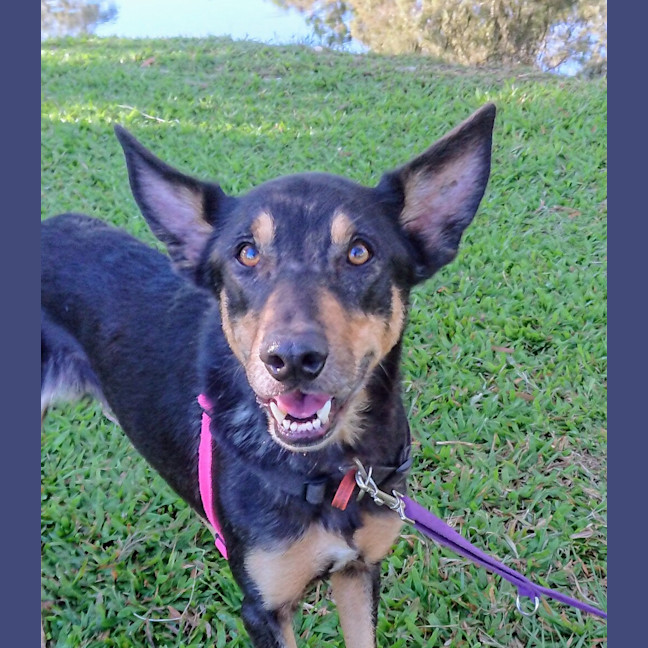 Photo of Samson