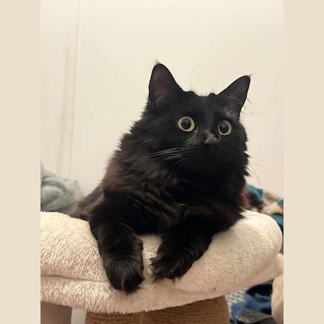 Photo of Luna
