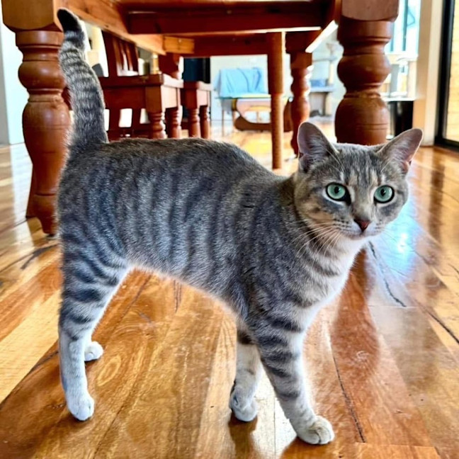 Photo of 10777   Shelby