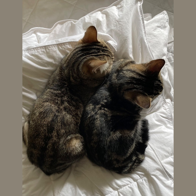 Photo of Puss