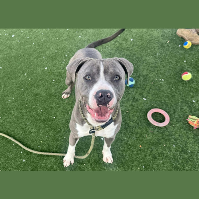 Photo of Bug Imp 2110