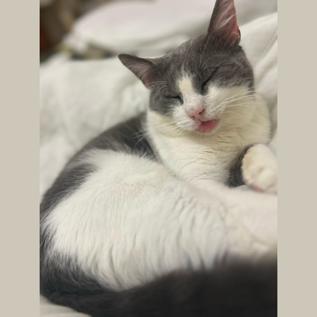 Photo of Jinga