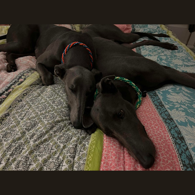 Photo of Mario, The Greyhound