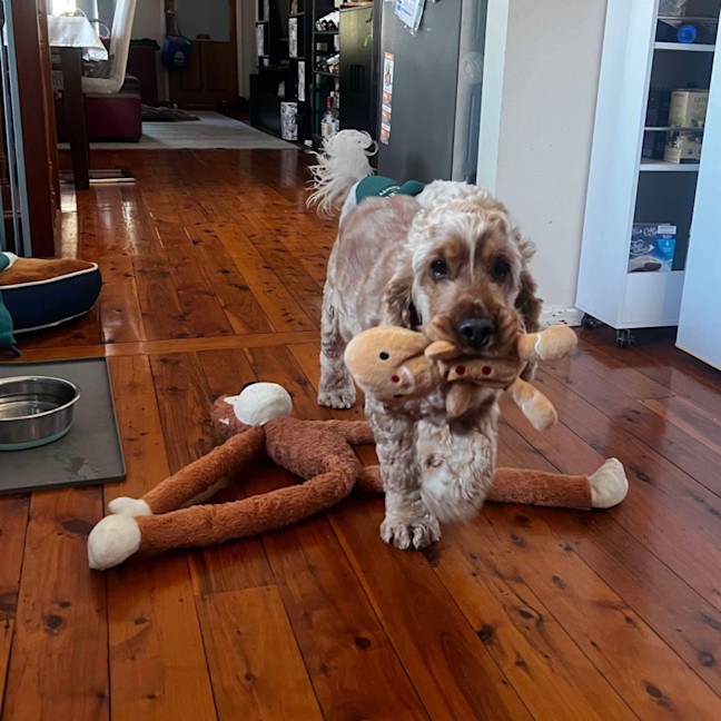 Photo of Alfie  Your New Best Friend! 