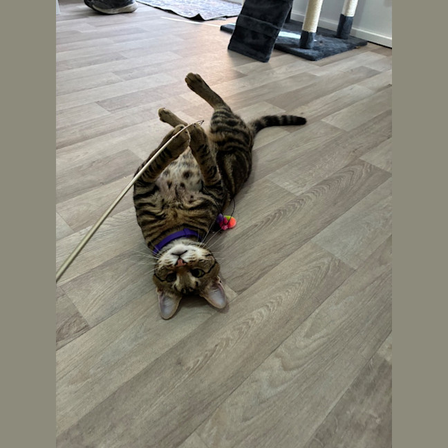 Photo of Oscar