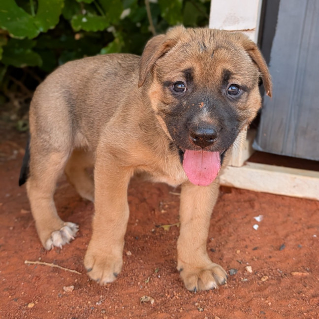 Photo of Goldie