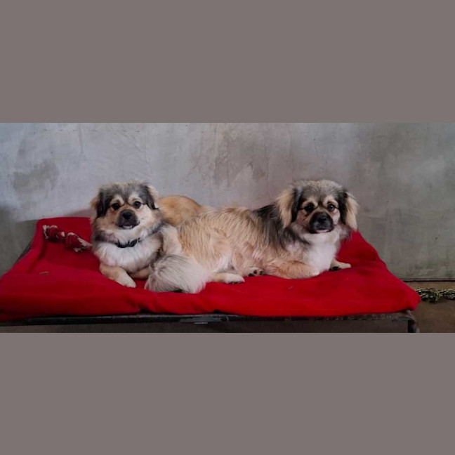 Photo of Lady And Zeus