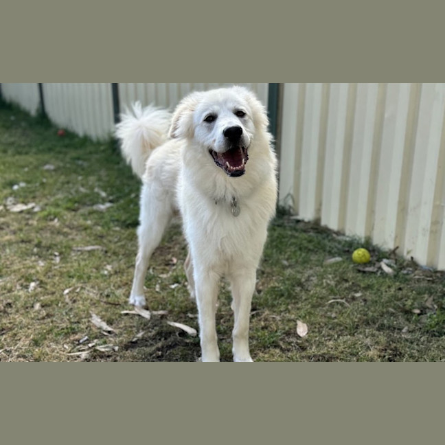 Photo of Buddy