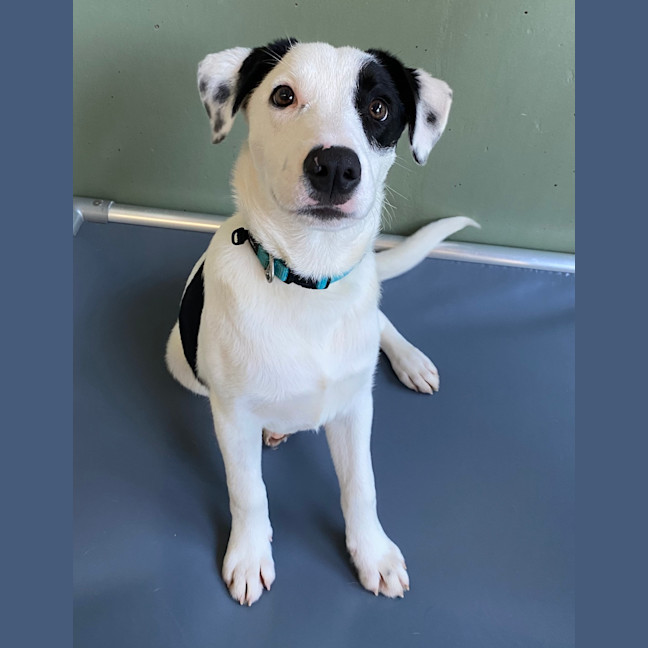 Photo of Patches