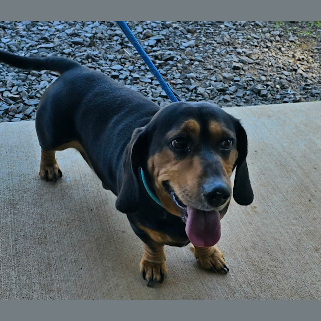 Photo of Buddy