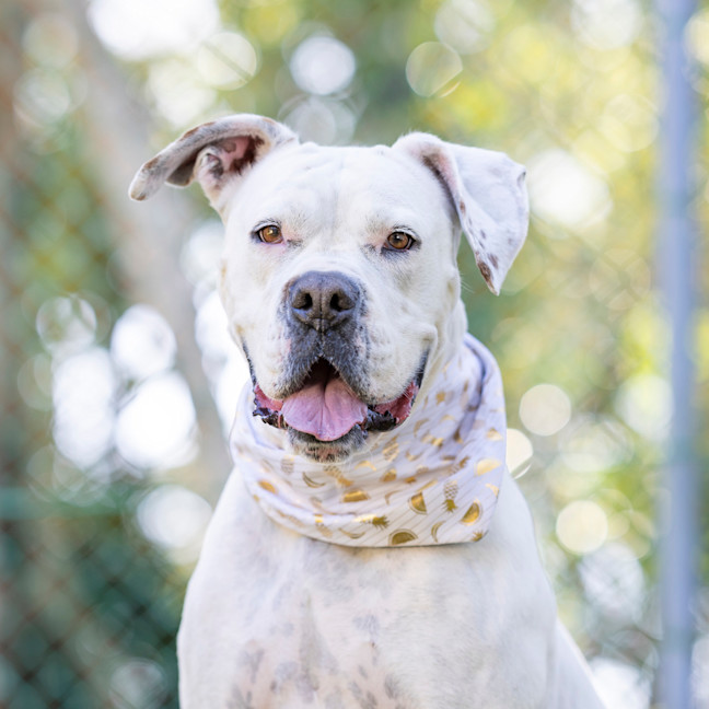 Photo of Bessie