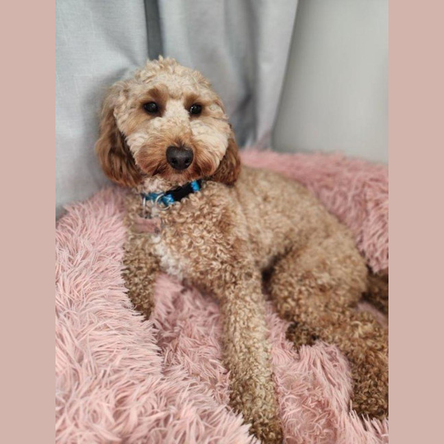 Photo of Caesar   1.5 Year Old Spoodle (Trial)