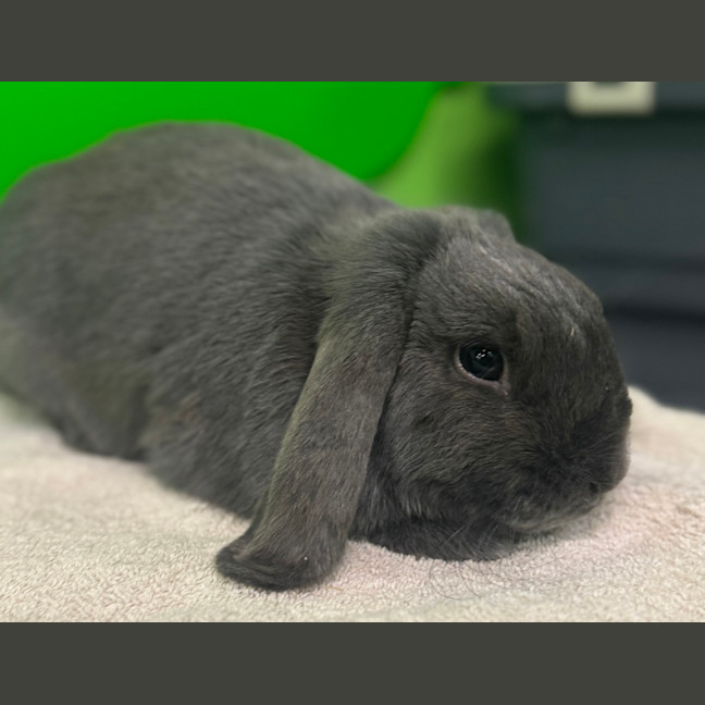 Photo of Cobalt