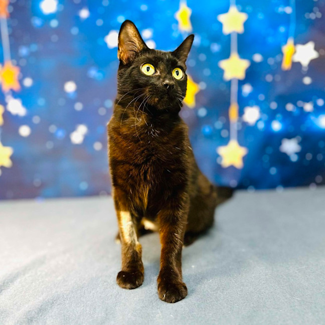 Photo of Mystica   Located In Preston 