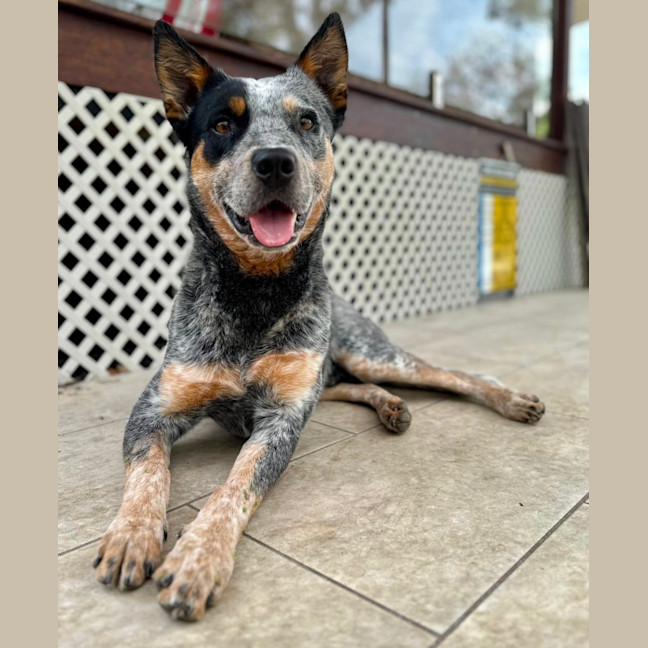 Photo of Apollo