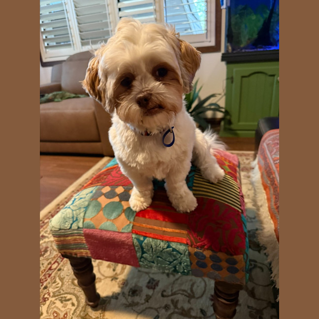 Photo of Brandy   1 Year Old Shih Tzu X