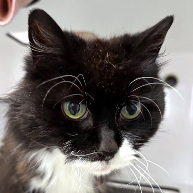 Photo of Tinkerbell Sta013218