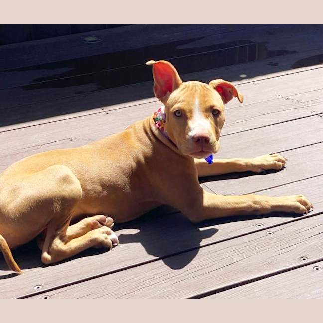 Photo of Susie   5 Month Old Staffy X