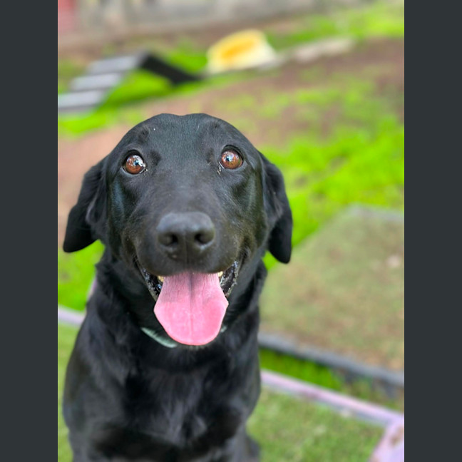 Photo of Lola