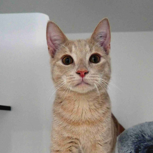 Photo of Simba Suk013682