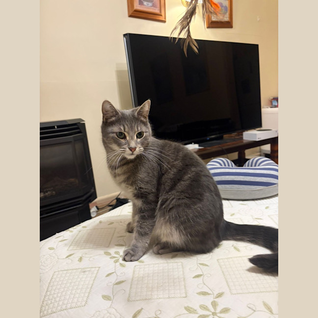 Photo of Beanie