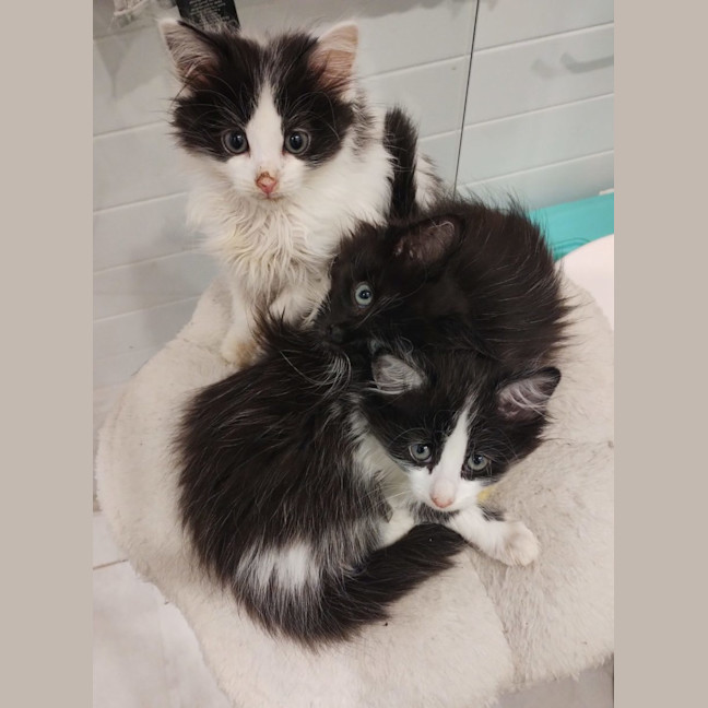 Photo of Biscuit, Oreo And Cookie