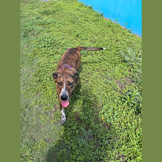 Photo of Honey