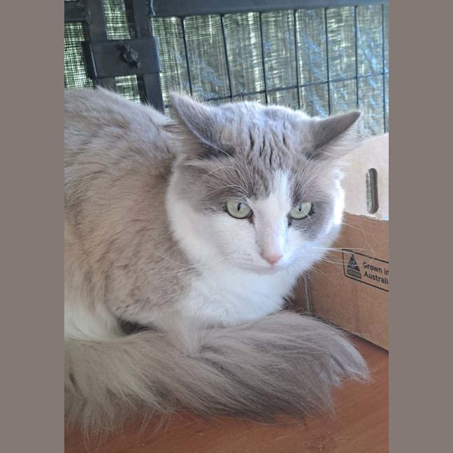 Photo of Sir Lancelot