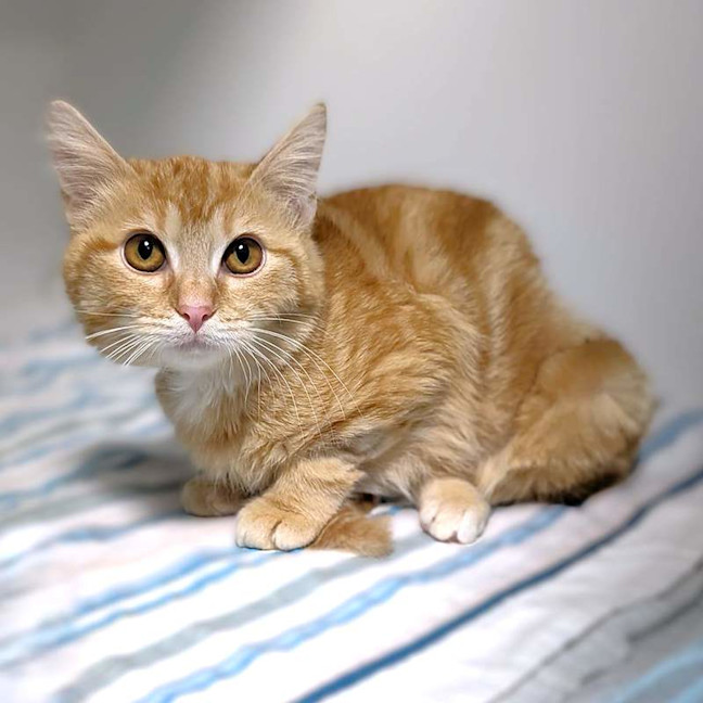 Photo of Biscoff